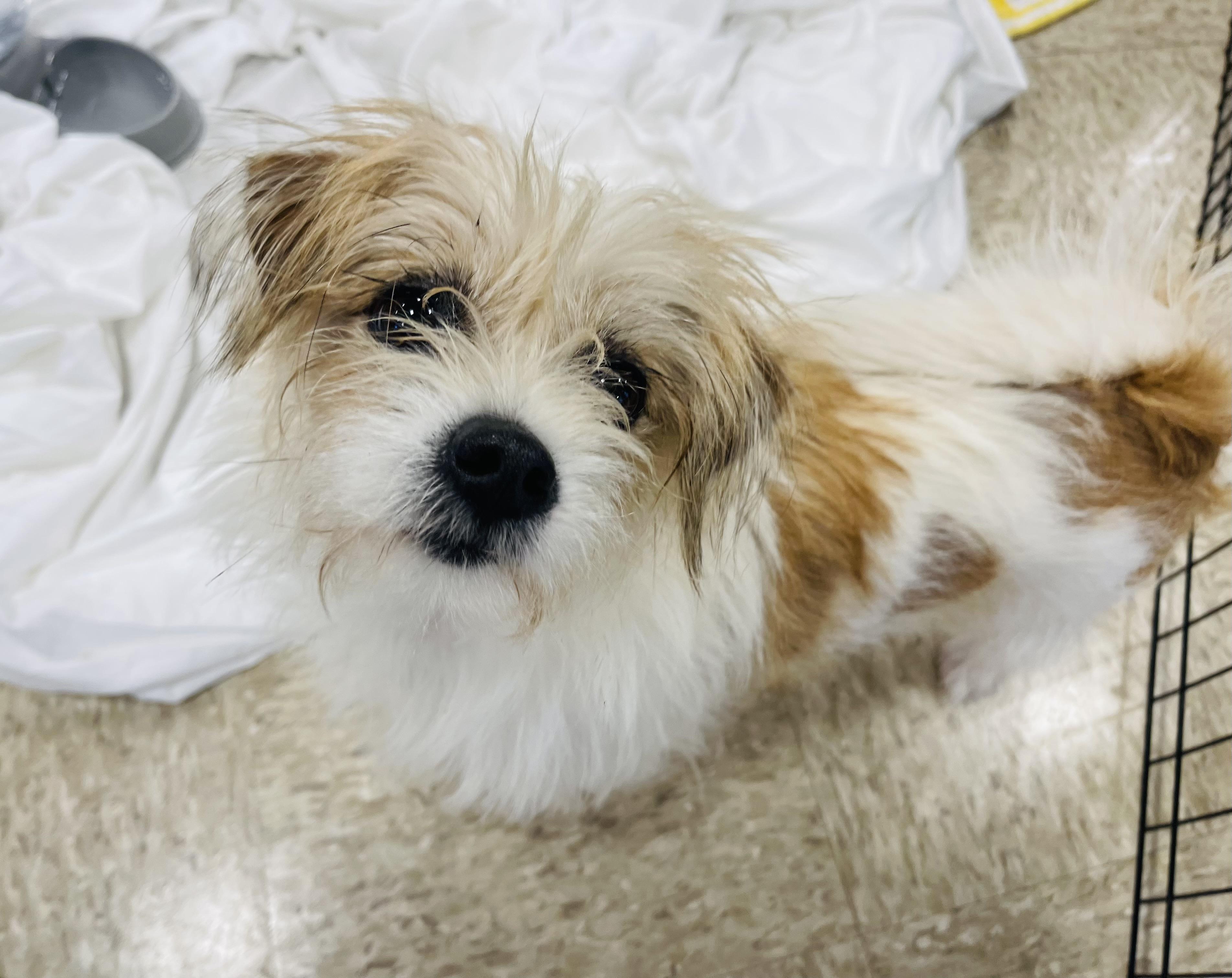Brulee, Adopted, Adult Female Shih Tzu & Brussels Griffon.