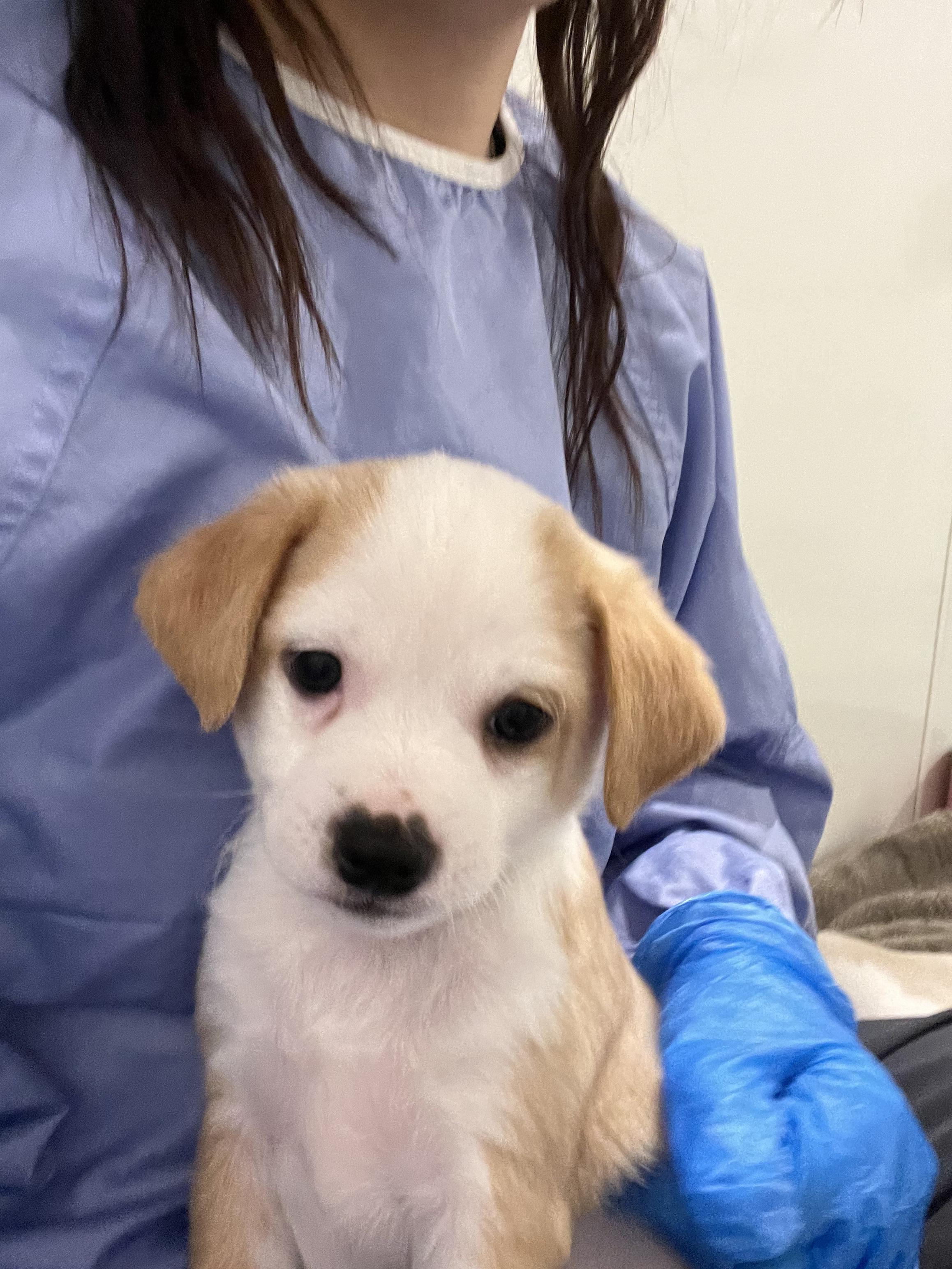 Oliver, adopted, Puppy Male Mixed Breed.