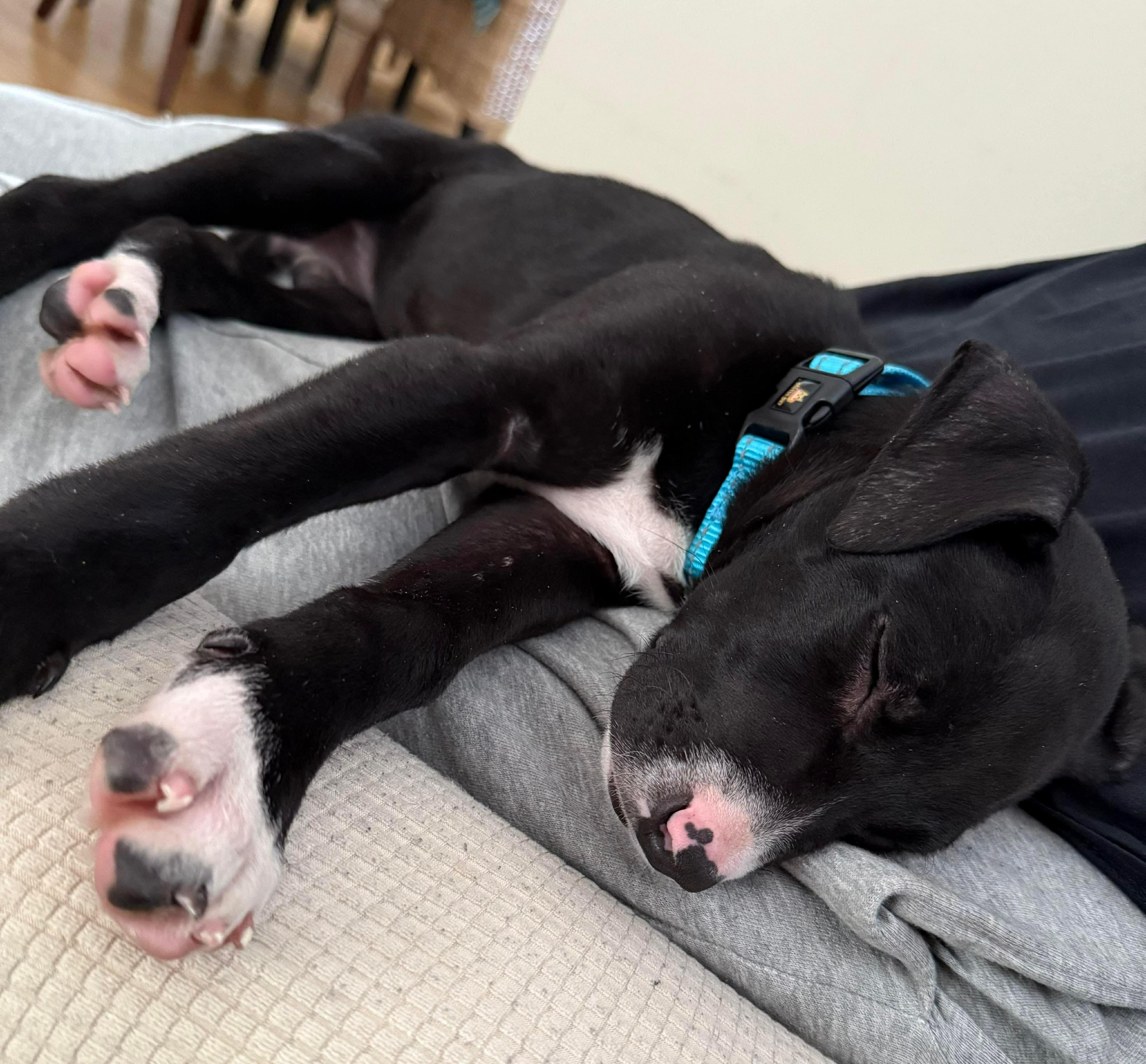 Zoey, an adopted Mixed Breed in Highland, NY image 4/6