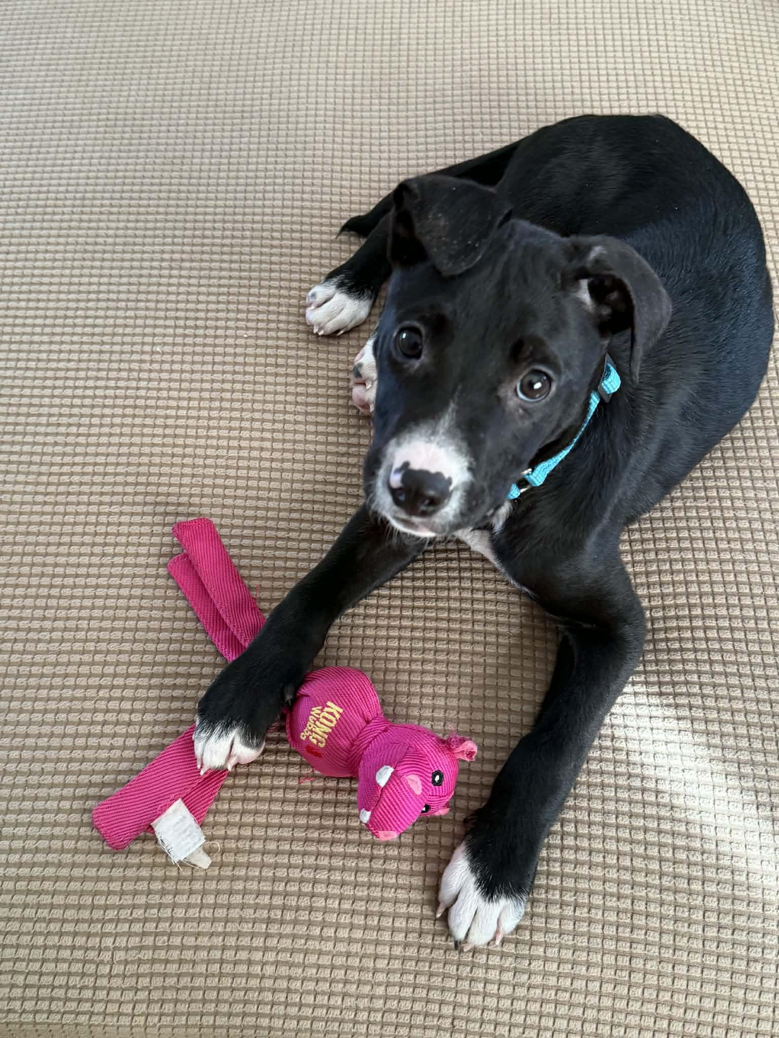 Zoey, an adopted Mixed Breed in Highland, NY image 5/6