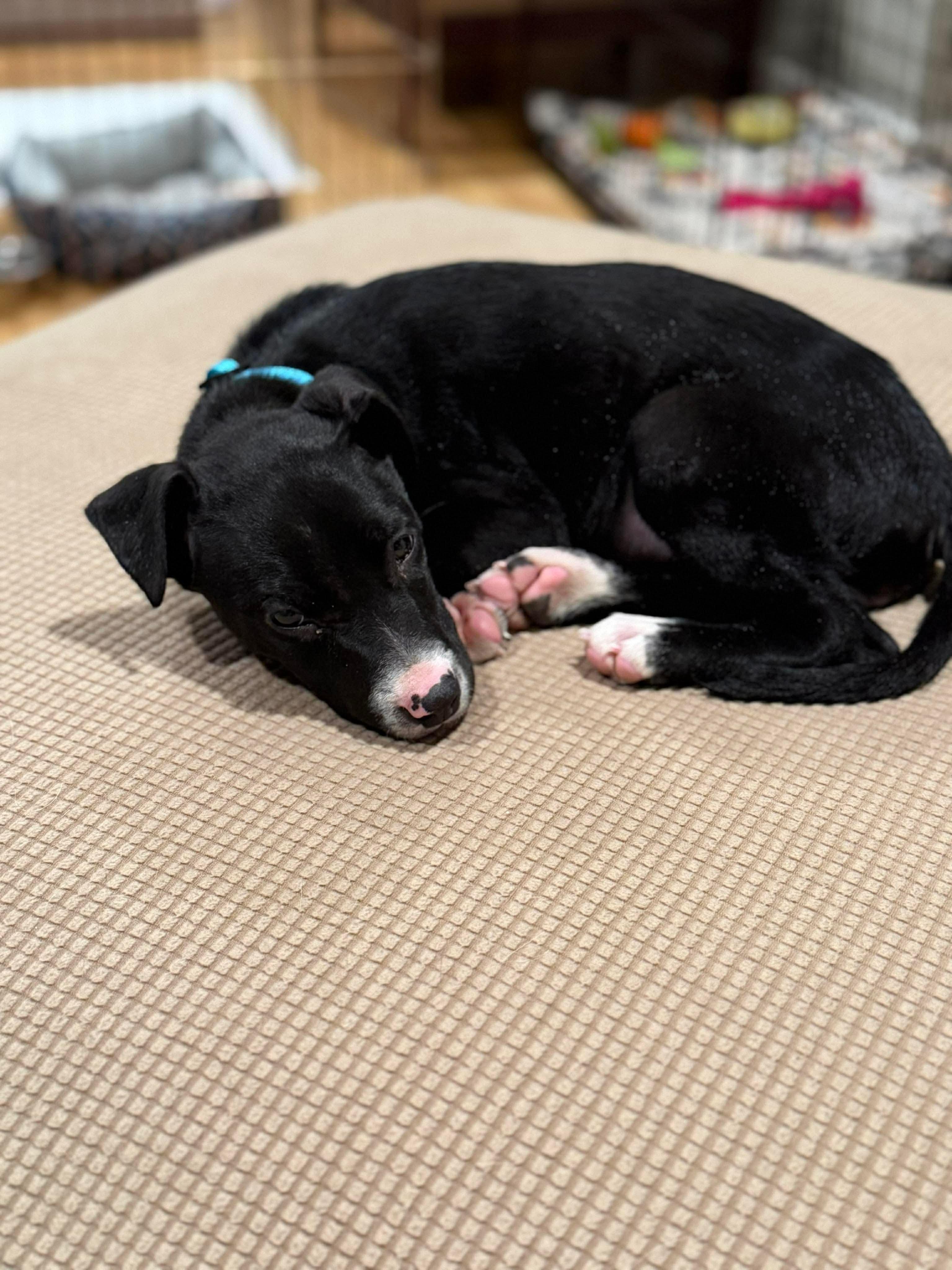 Zoey, an adopted Mixed Breed in Highland, NY image 6/6