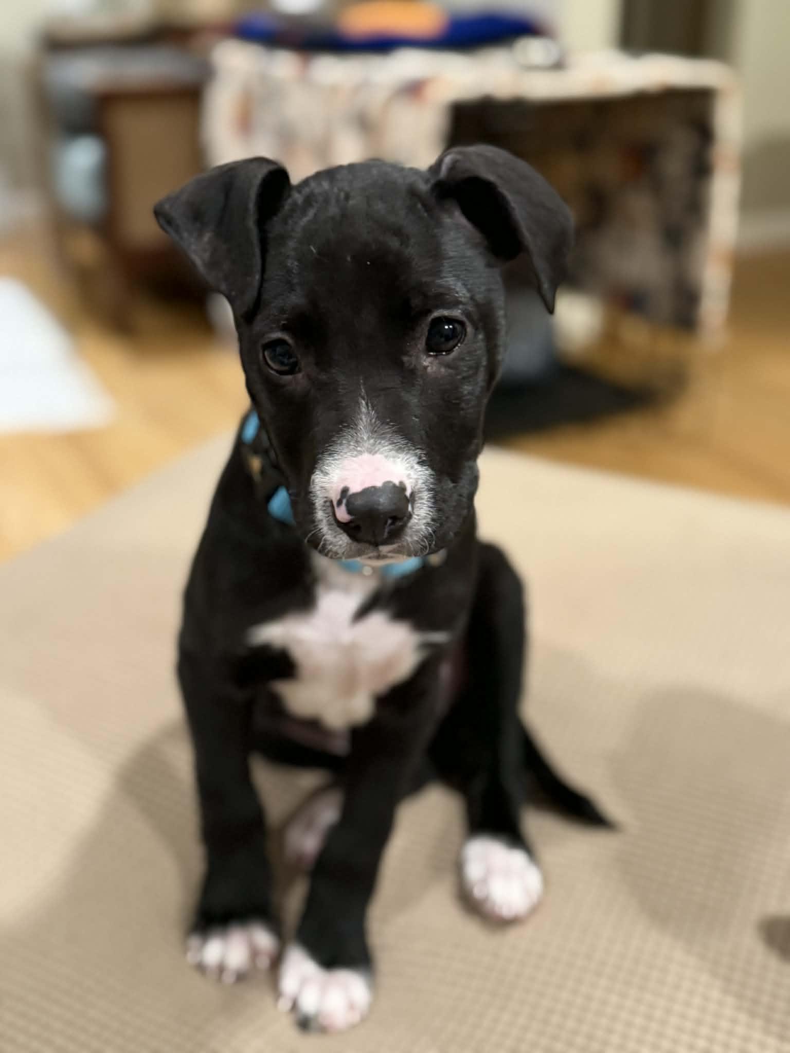 Zoey, adopted, Puppy Female Mixed Breed.