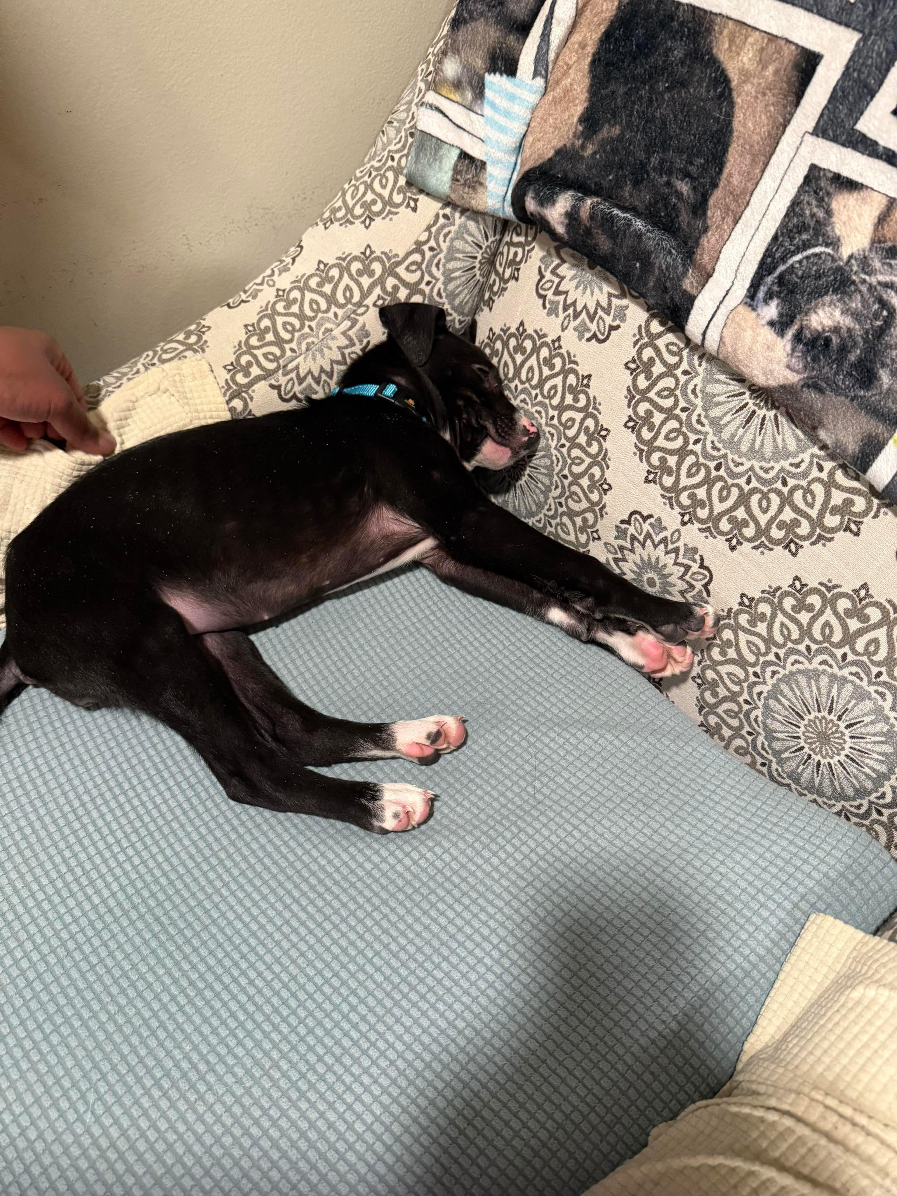 Zoey, an adopted Mixed Breed in Highland, NY image 3/6