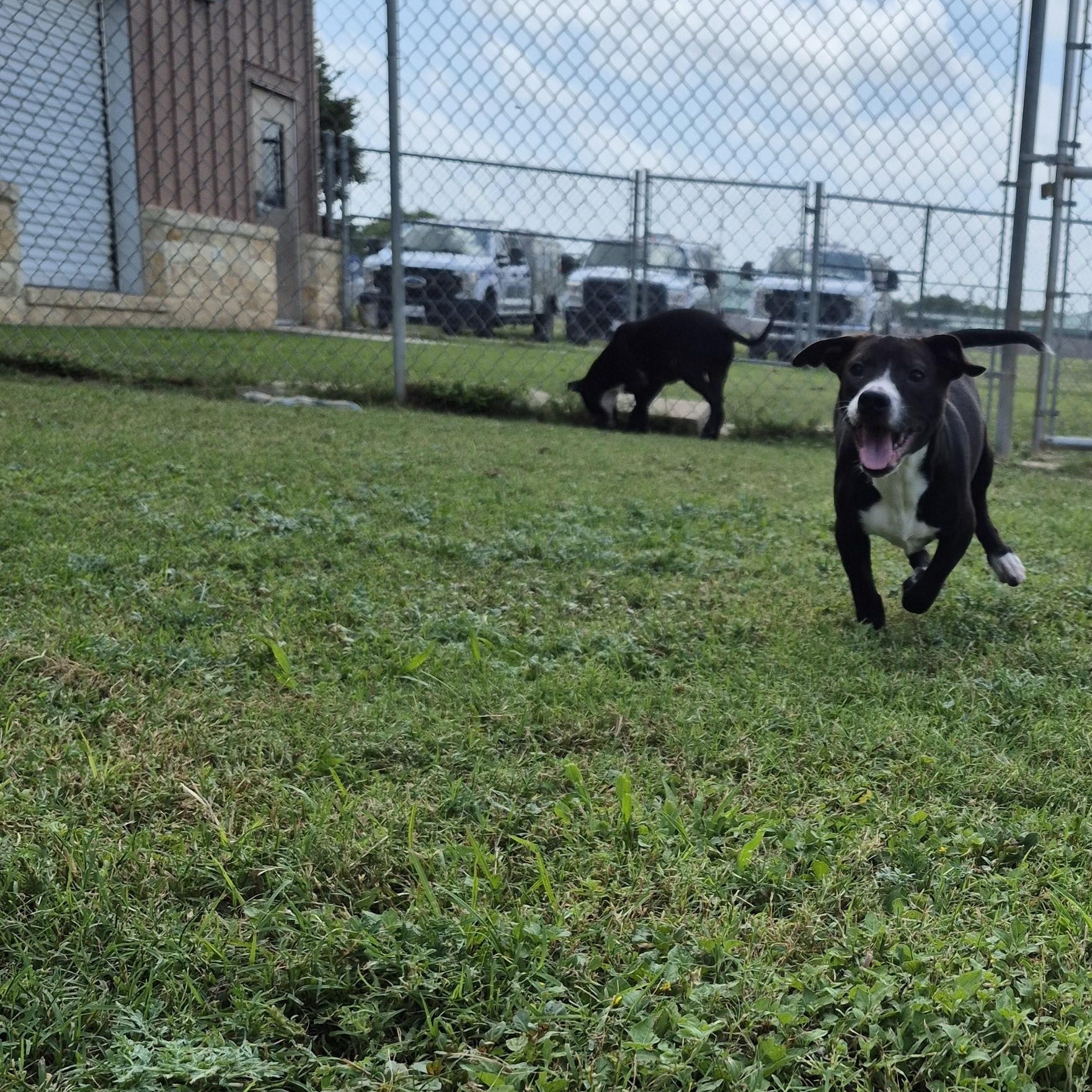Enlarge Cosmo, a ADOPTABLE Mixed Breed in Schertz, TX image 5/5
