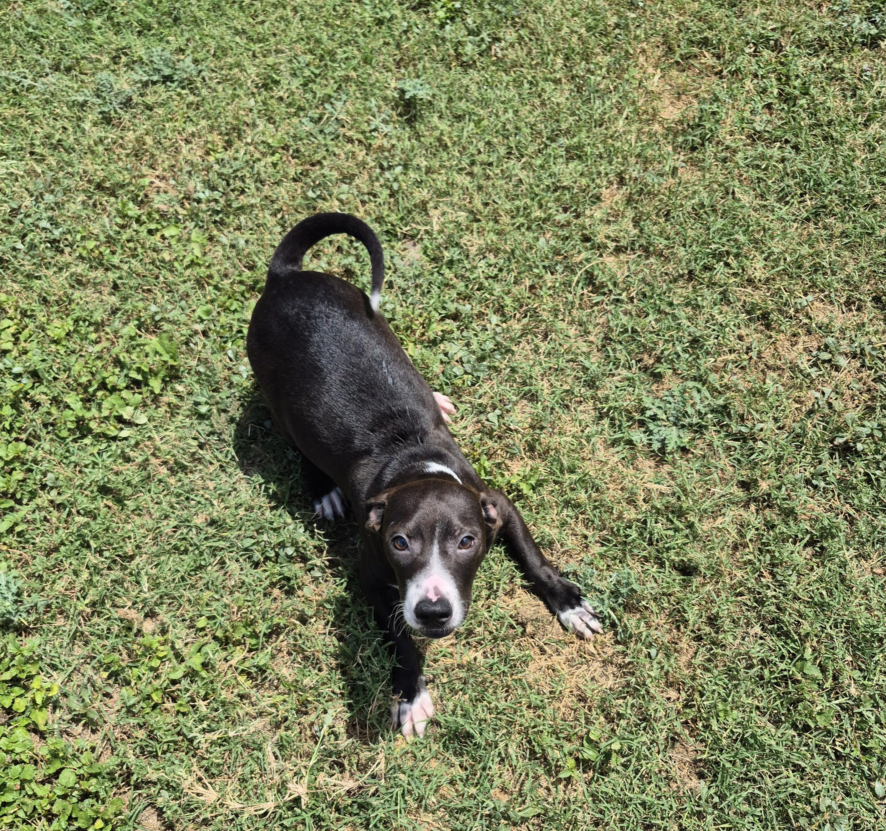 Enlarge Cosmo, a ADOPTABLE Mixed Breed in Schertz, TX image 2/5