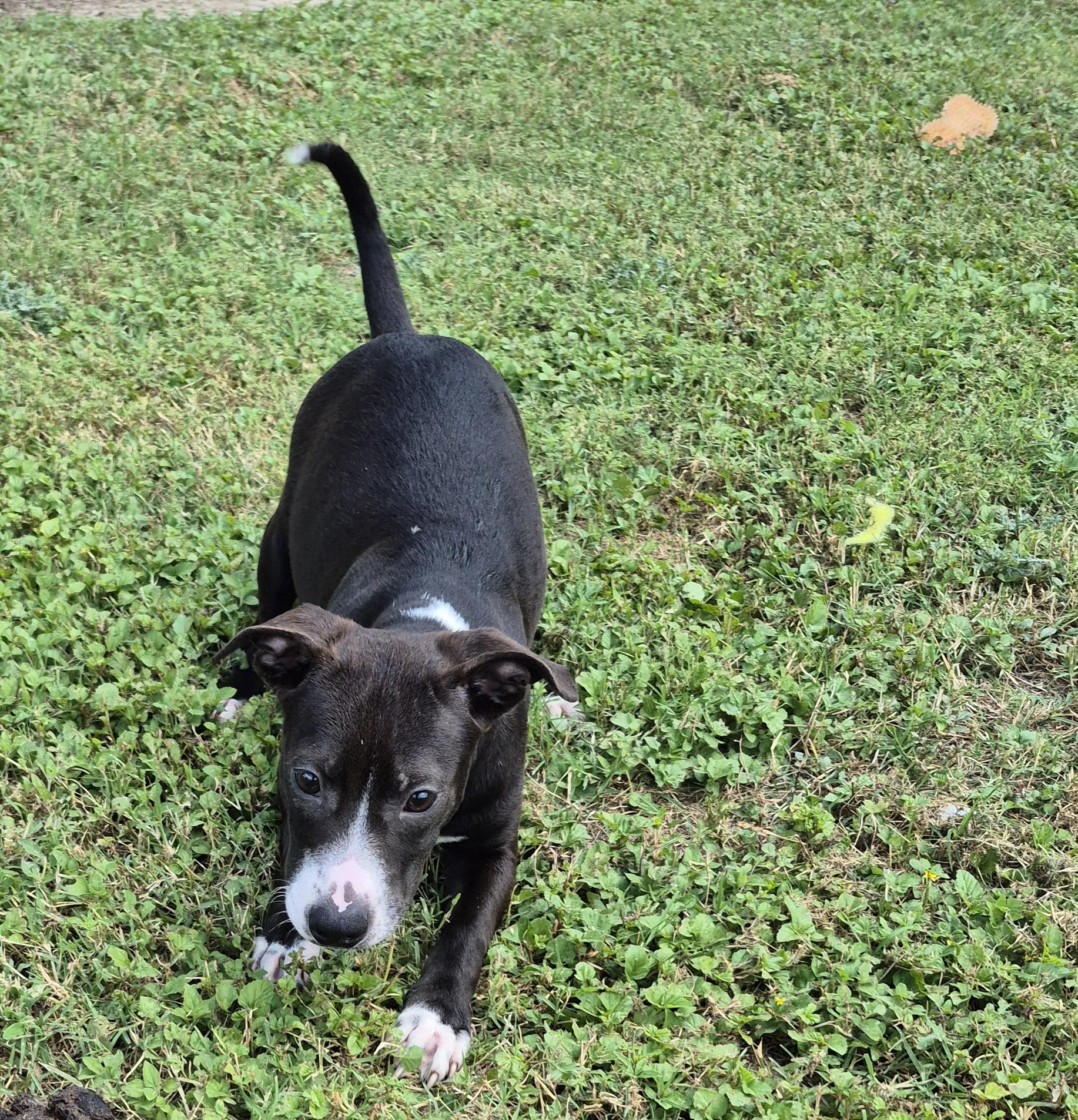 Enlarge Cosmo, a ADOPTABLE Mixed Breed in Schertz, TX image 3/5
