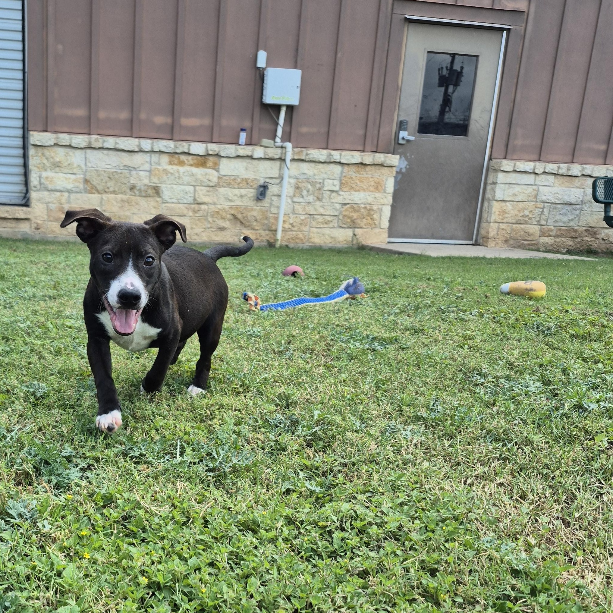 Enlarge Cosmo, a ADOPTABLE Mixed Breed in Schertz, TX image 1/5