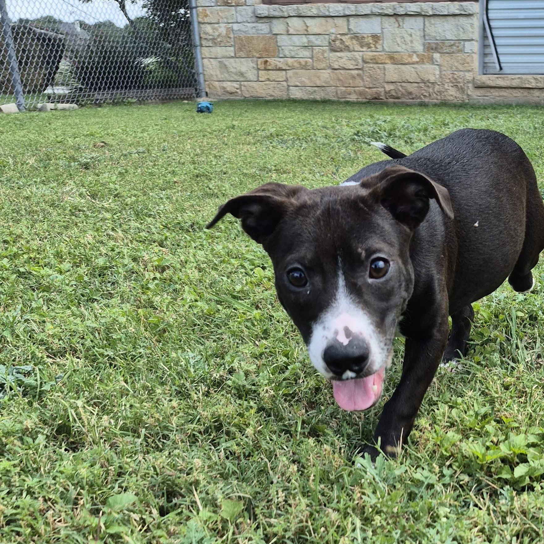 Enlarge Cosmo, a ADOPTABLE Mixed Breed in Schertz, TX image 4/5