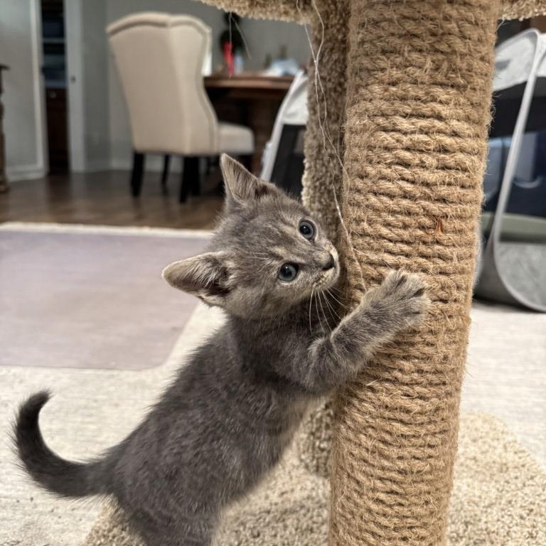 Leo