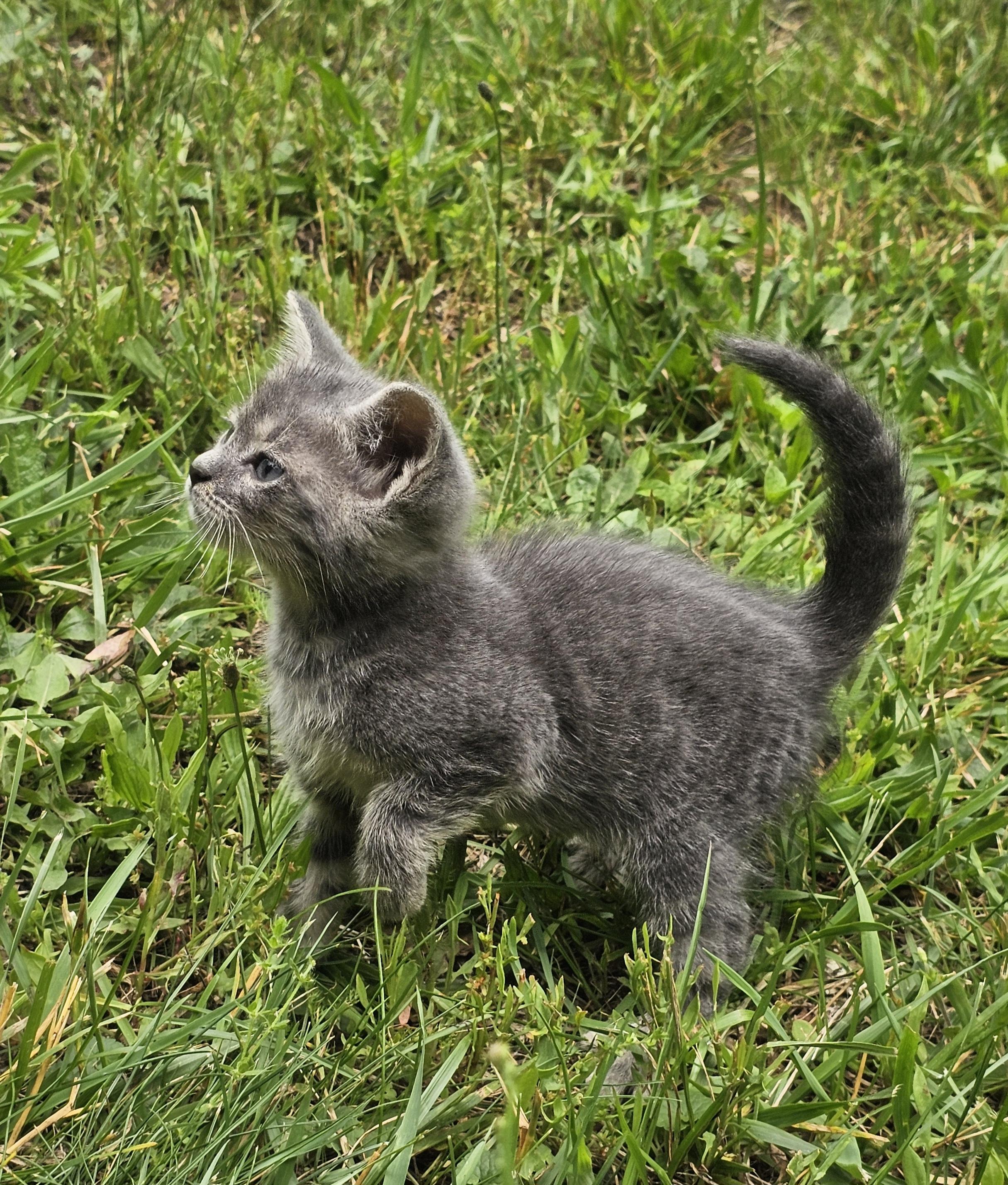 Leo