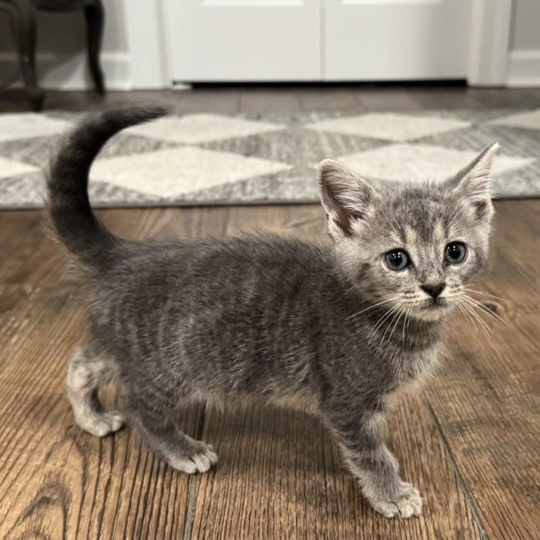 Leo