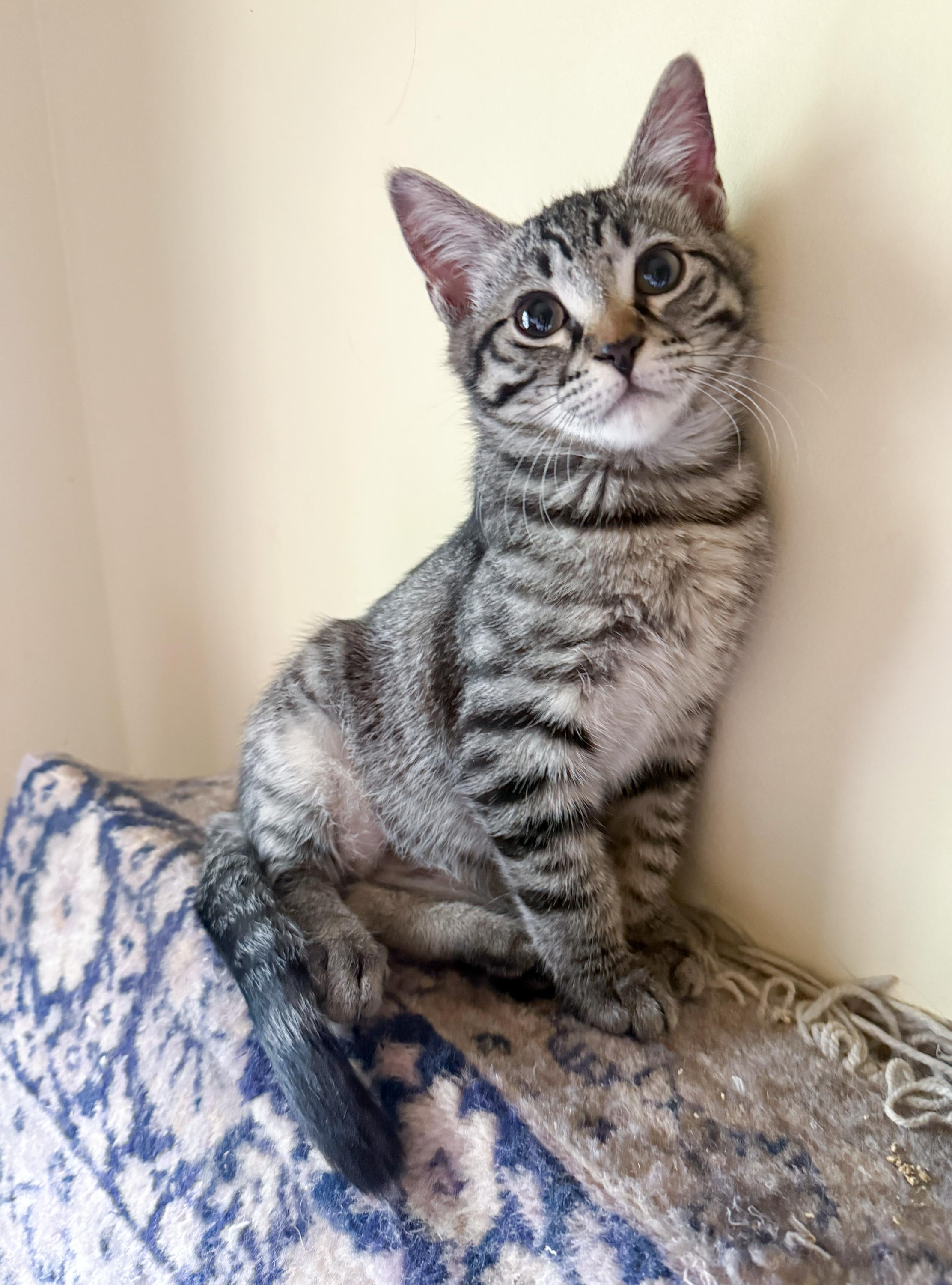 Nefer and Serqet, a Adoptable Domestic Short Hair in Seattle, WA image 2/4