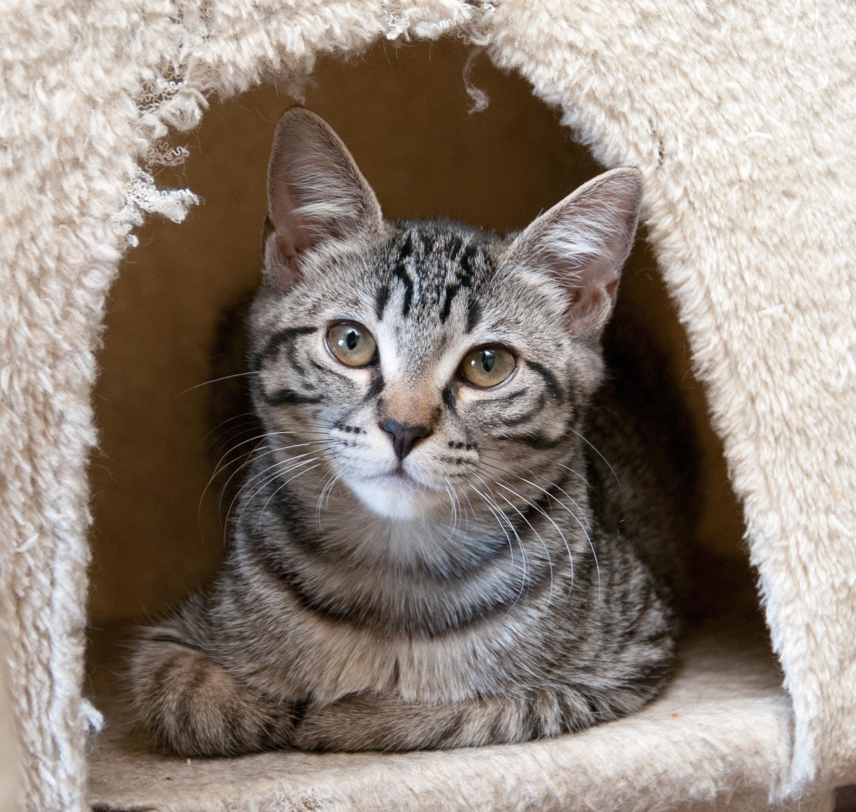 Nefer and Serqet, a Adoptable Domestic Short Hair in Seattle, WA image 3/4