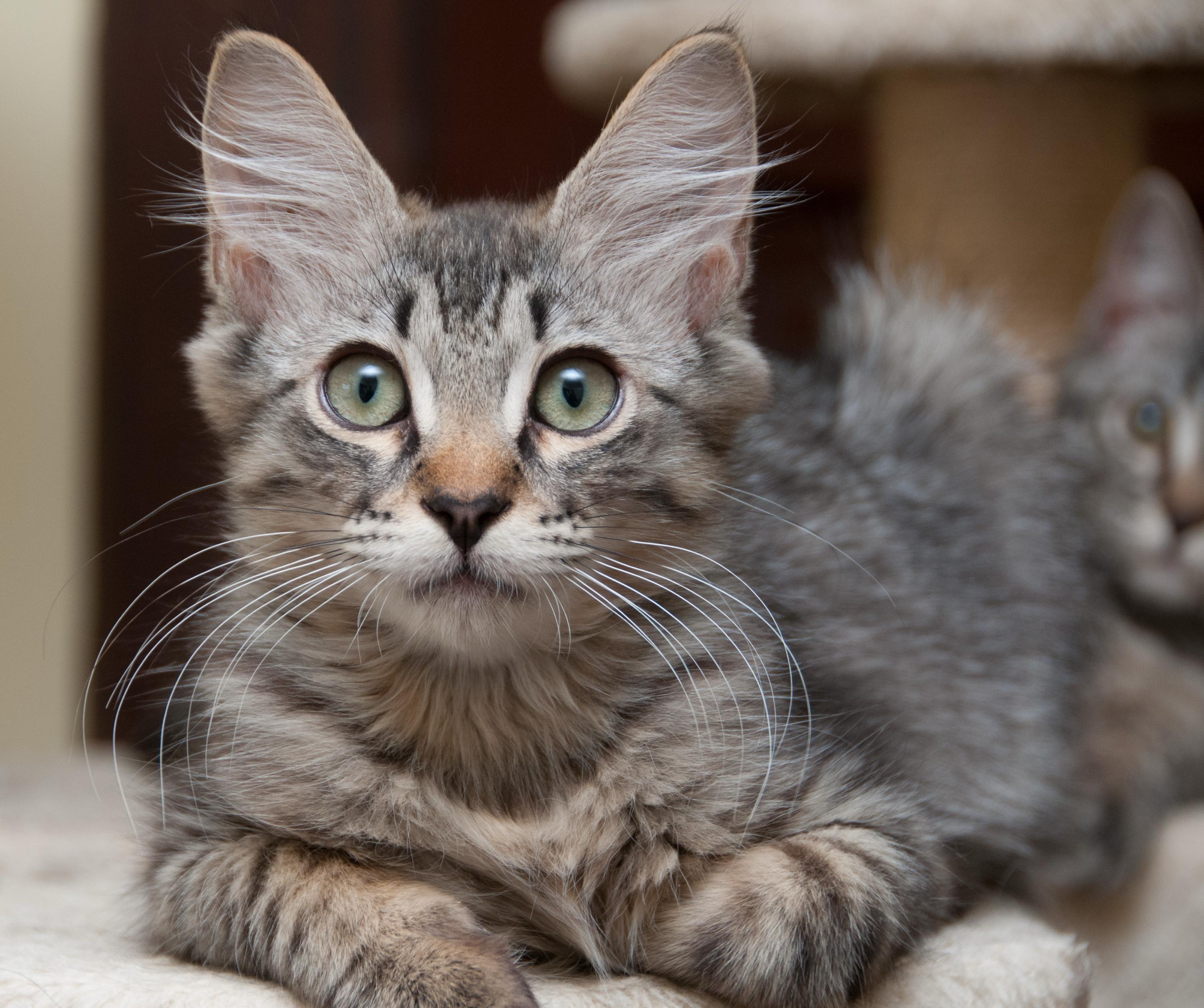 Nefer and Serqet, a Adoptable Domestic Short Hair in Seattle, WA image 4/4