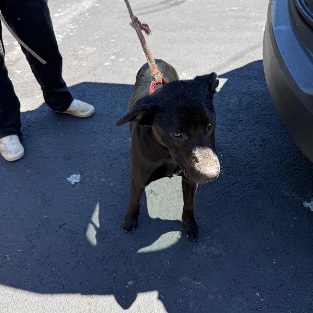 Blue, Adoptable, Young Female Labrador Retriever.