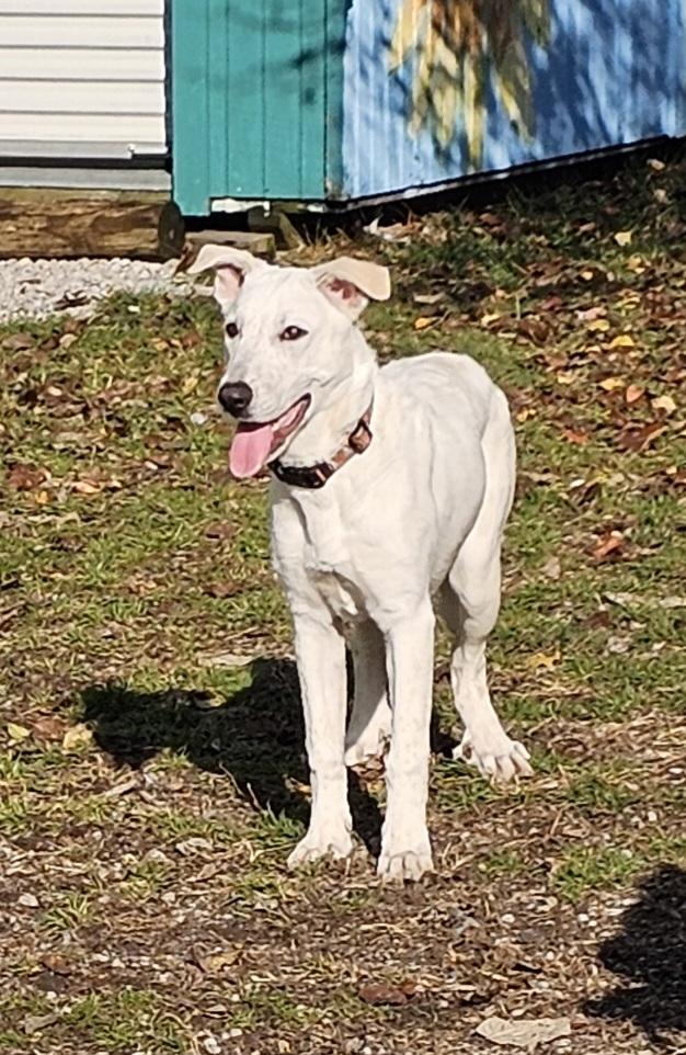 Enlarge Valerie , a Adoptable mixed breed in Lexington, KY image 1/5