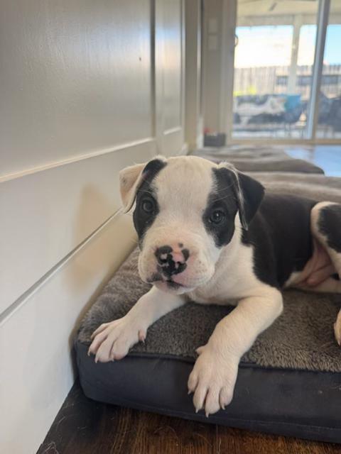 Jim, a Adoptable mixed breed in roseville, CA image 1/6