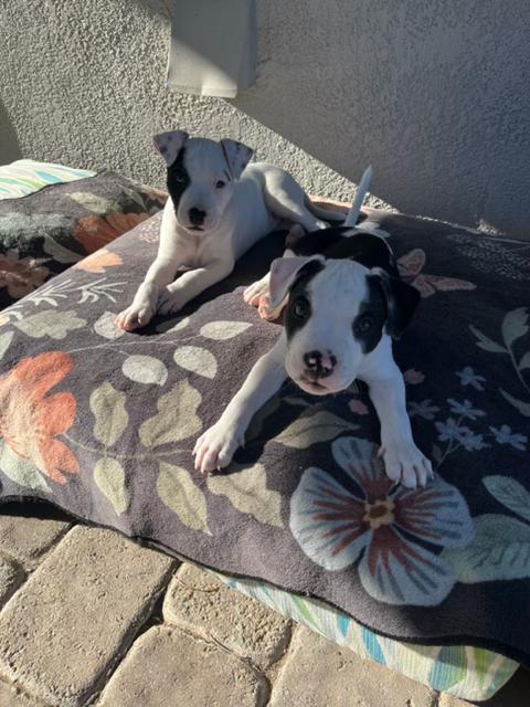 Jim, a Adoptable mixed breed in roseville, CA image 3/6