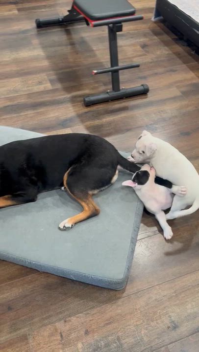 Enlarge Jim, a Adoptable mixed breed in roseville, CA video 2/6