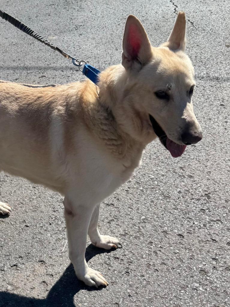 Max, Adoptable, Adult Male White German Shepherd.