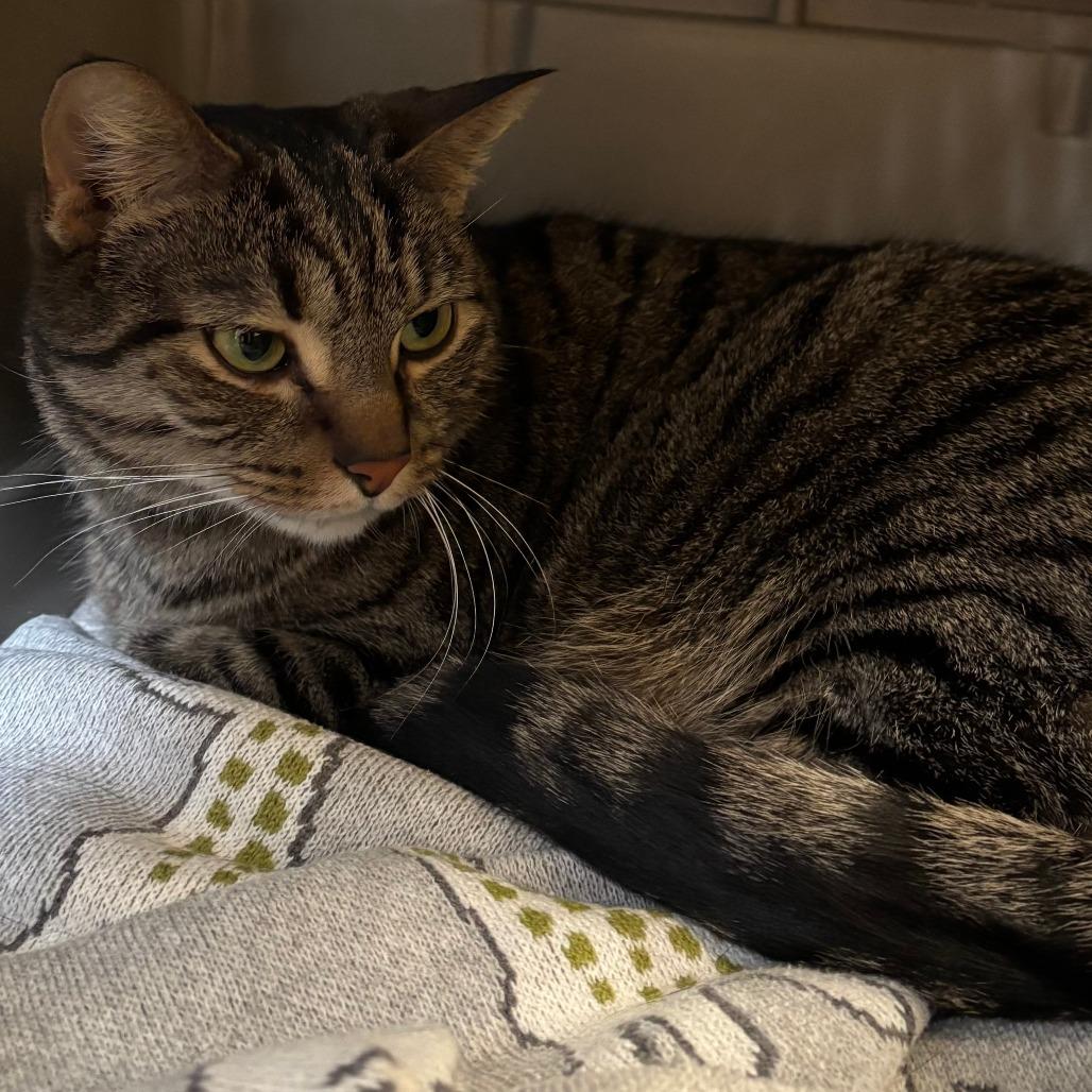 Enlarge Quinn, a Adoptable Domestic Short Hair in Naperville, IL image 1/6