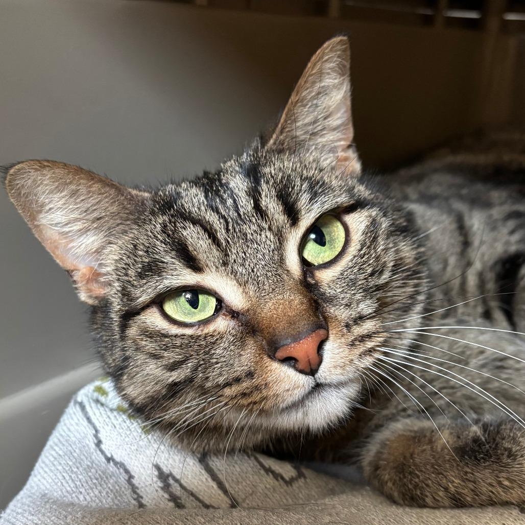 Enlarge Quinn, a Adoptable Domestic Short Hair in Naperville, IL image 2/6