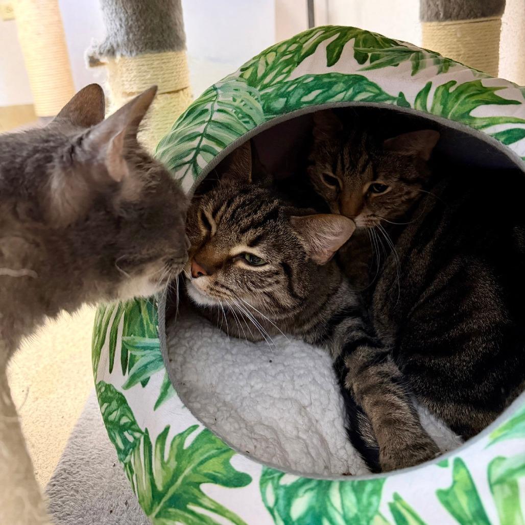 Enlarge Quinn, a Adoptable Domestic Short Hair in Naperville, IL image 3/6