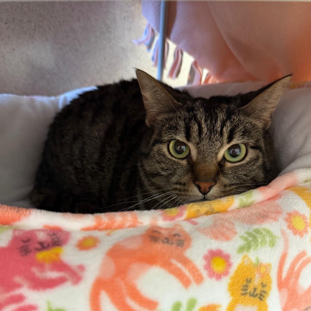 Enlarge Quinn, a Adoptable Domestic Short Hair in Naperville, IL image 4/6