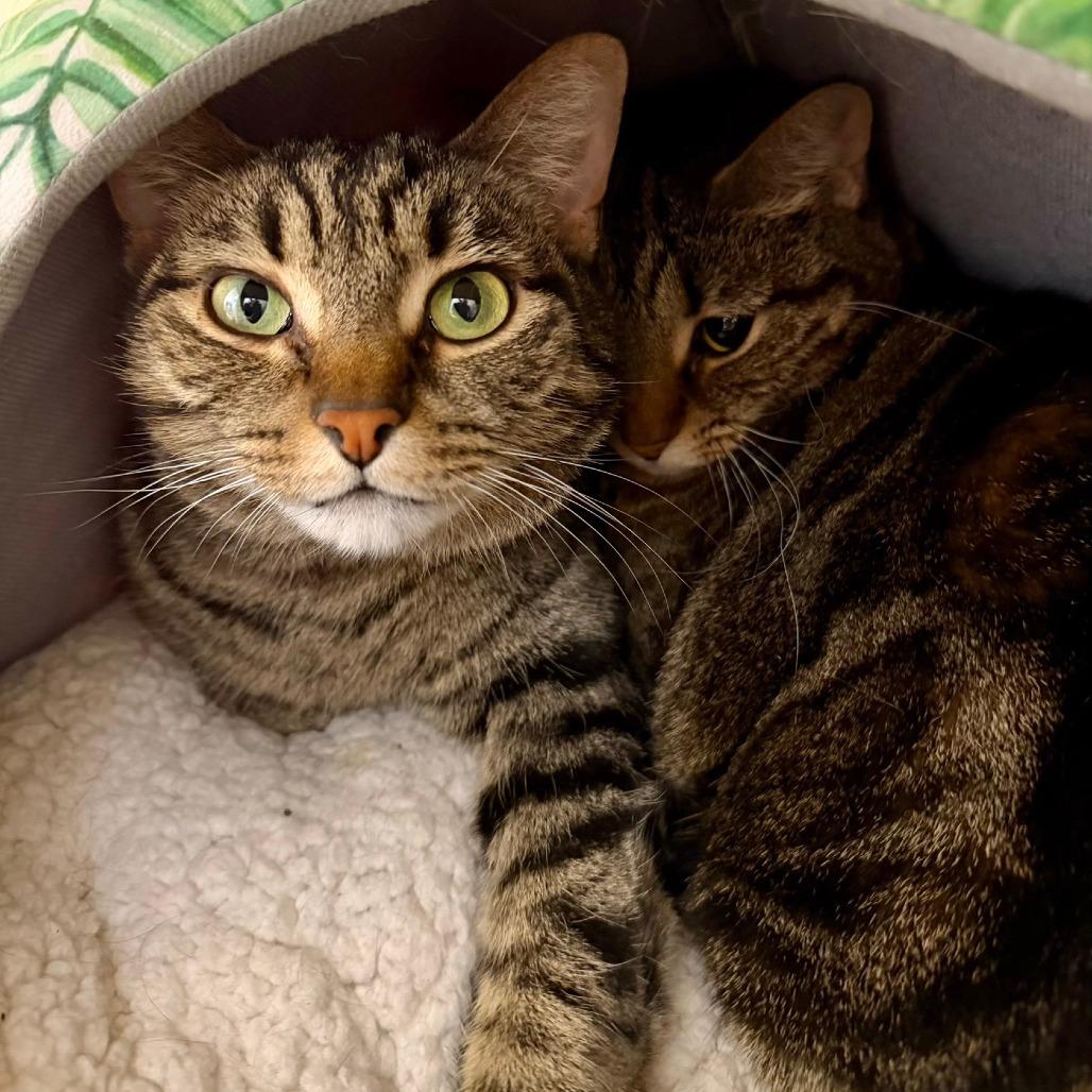 Enlarge Quinn, a Adoptable Domestic Short Hair in Naperville, IL image 5/6