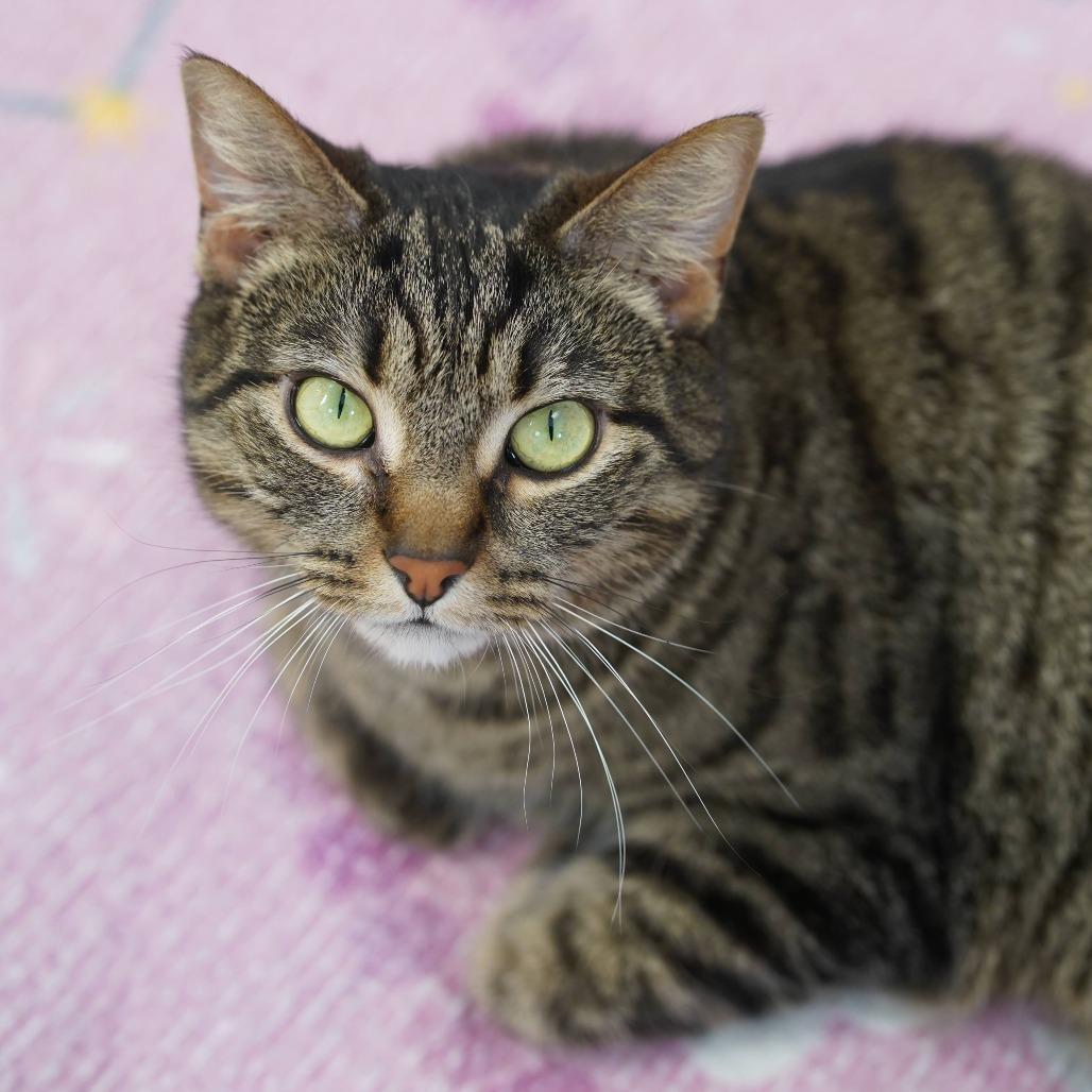 Enlarge Quinn, a Adoptable Domestic Short Hair in Naperville, IL image 6/6