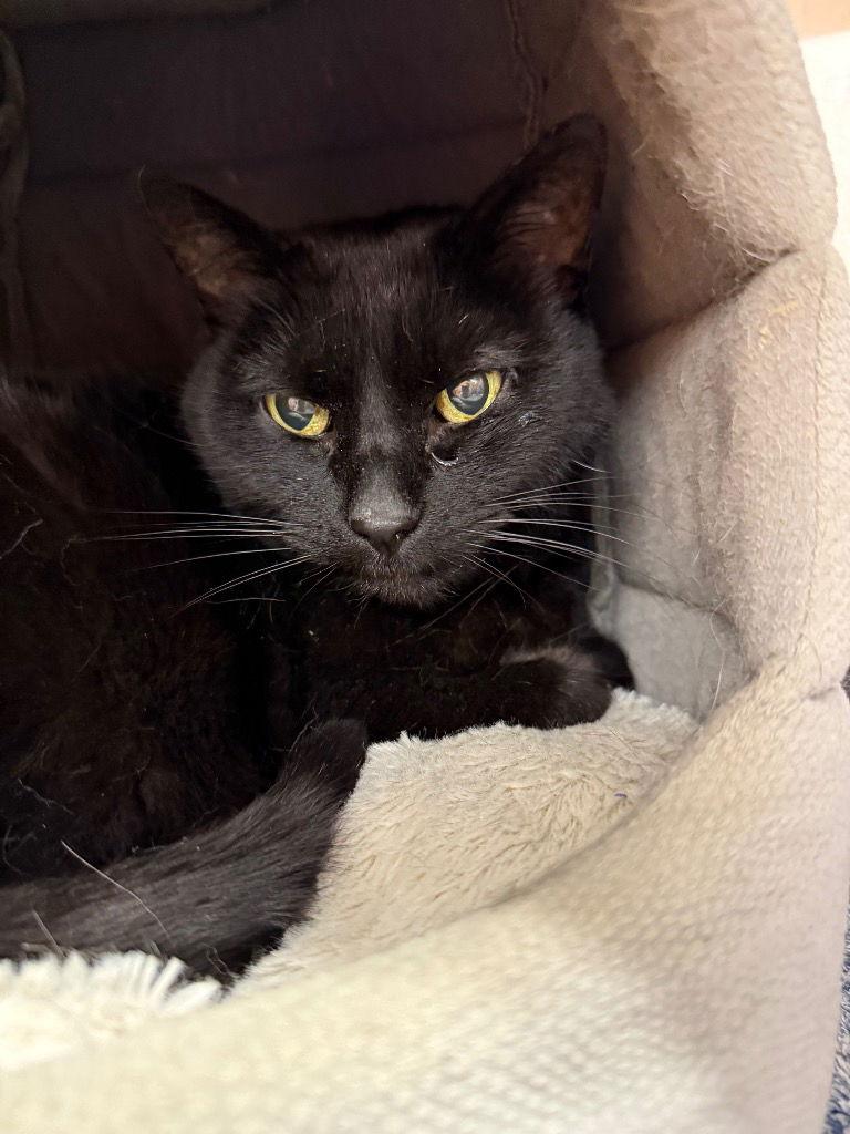 Enlarge Mystic, a Adoptable Domestic Short Hair in Saint George, UT image 1/1