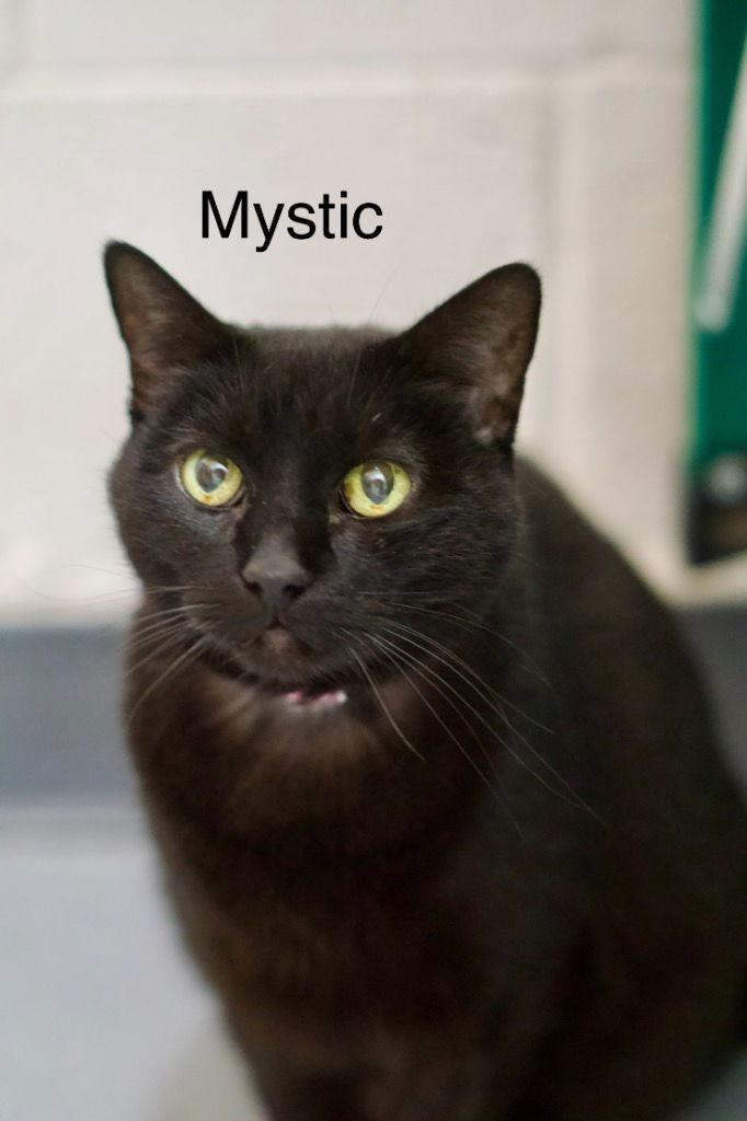 Enlarge Mystic, a Adoptable Domestic Short Hair in Saint George, UT image 2/2