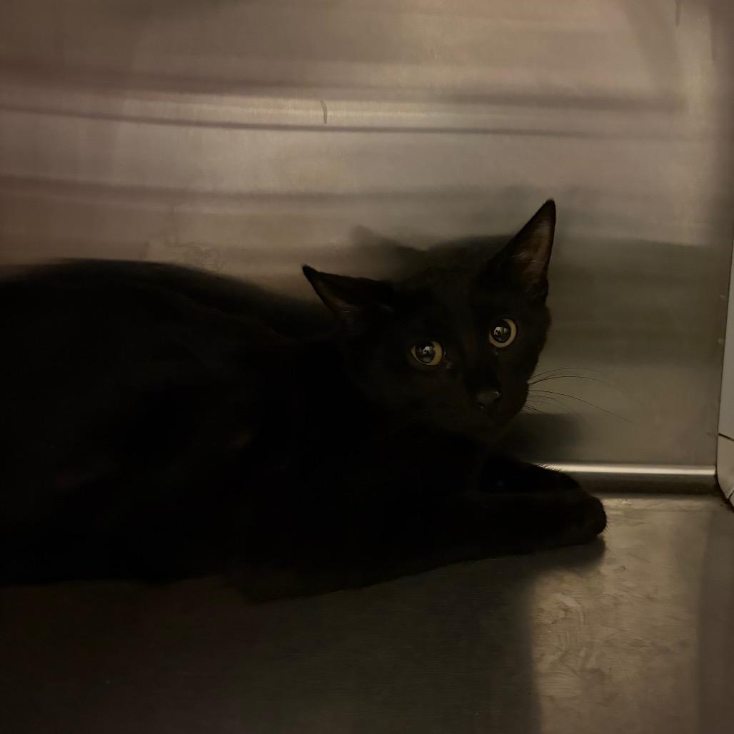 Frick Frack, Adoptable, Young Male Domestic Short Hair.