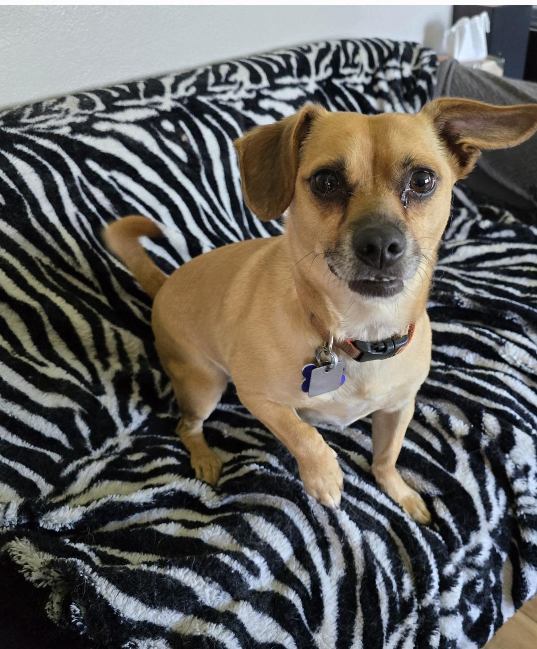 Enlarge Charlie, an adoptable mixed breed in Jamestown, ND image 4/6