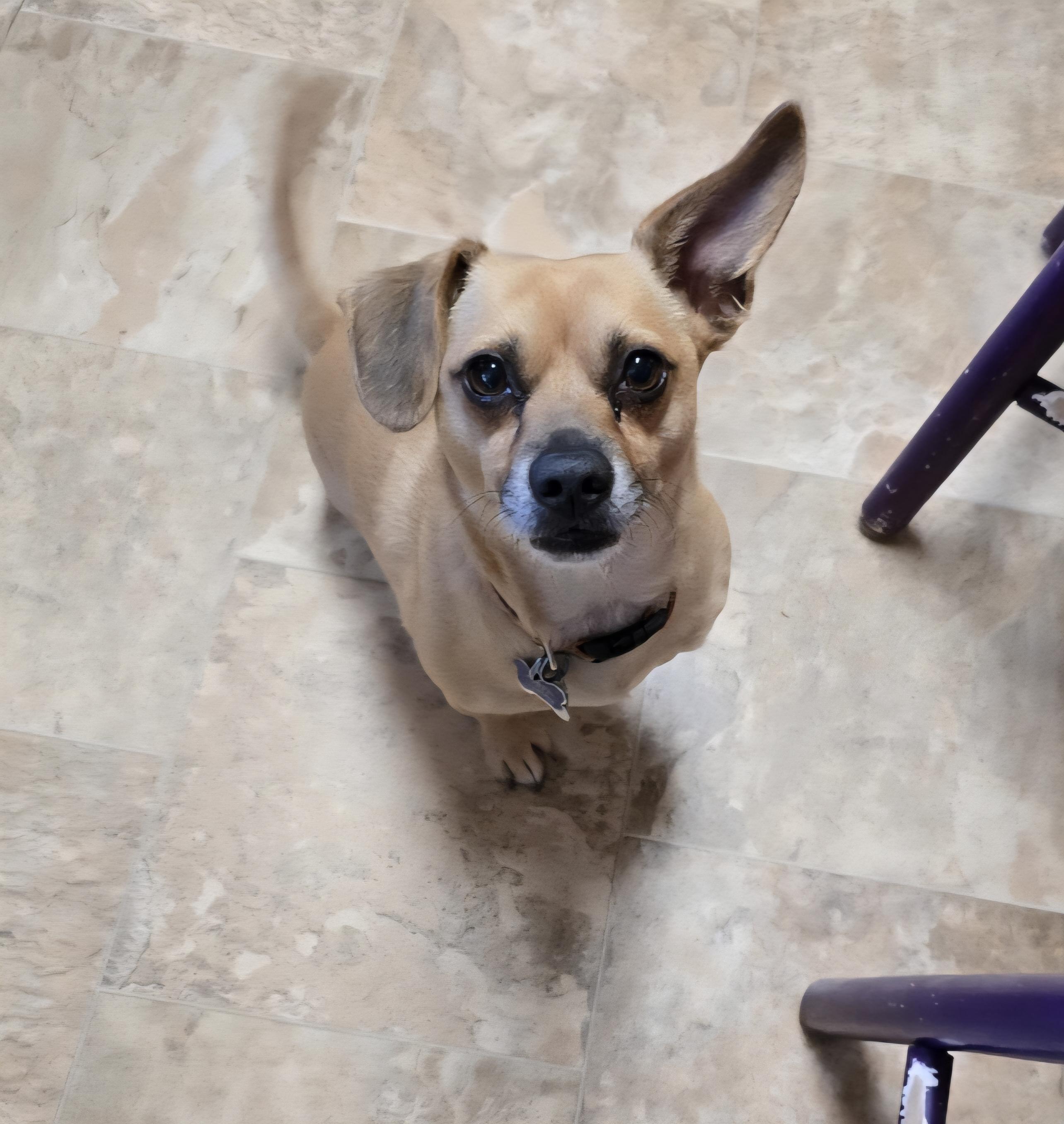 Enlarge Charlie, an adoptable mixed breed in Jamestown, ND image 3/6