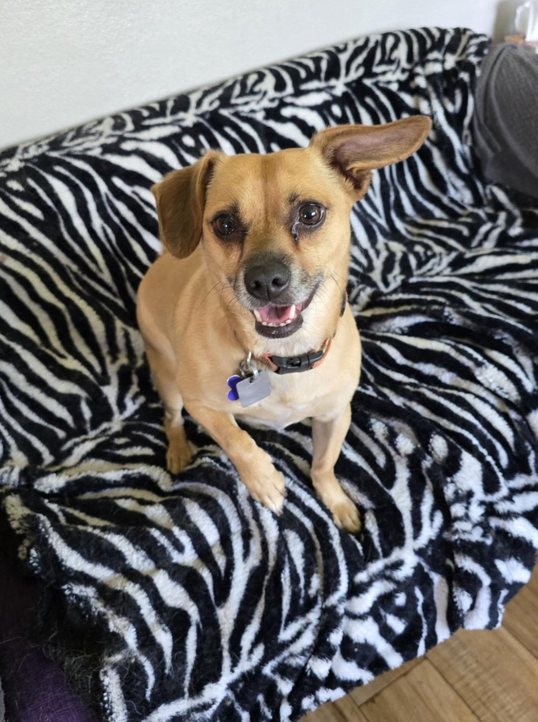 Charlie, adoptable, Adult Male Chihuahua & Dachshund.