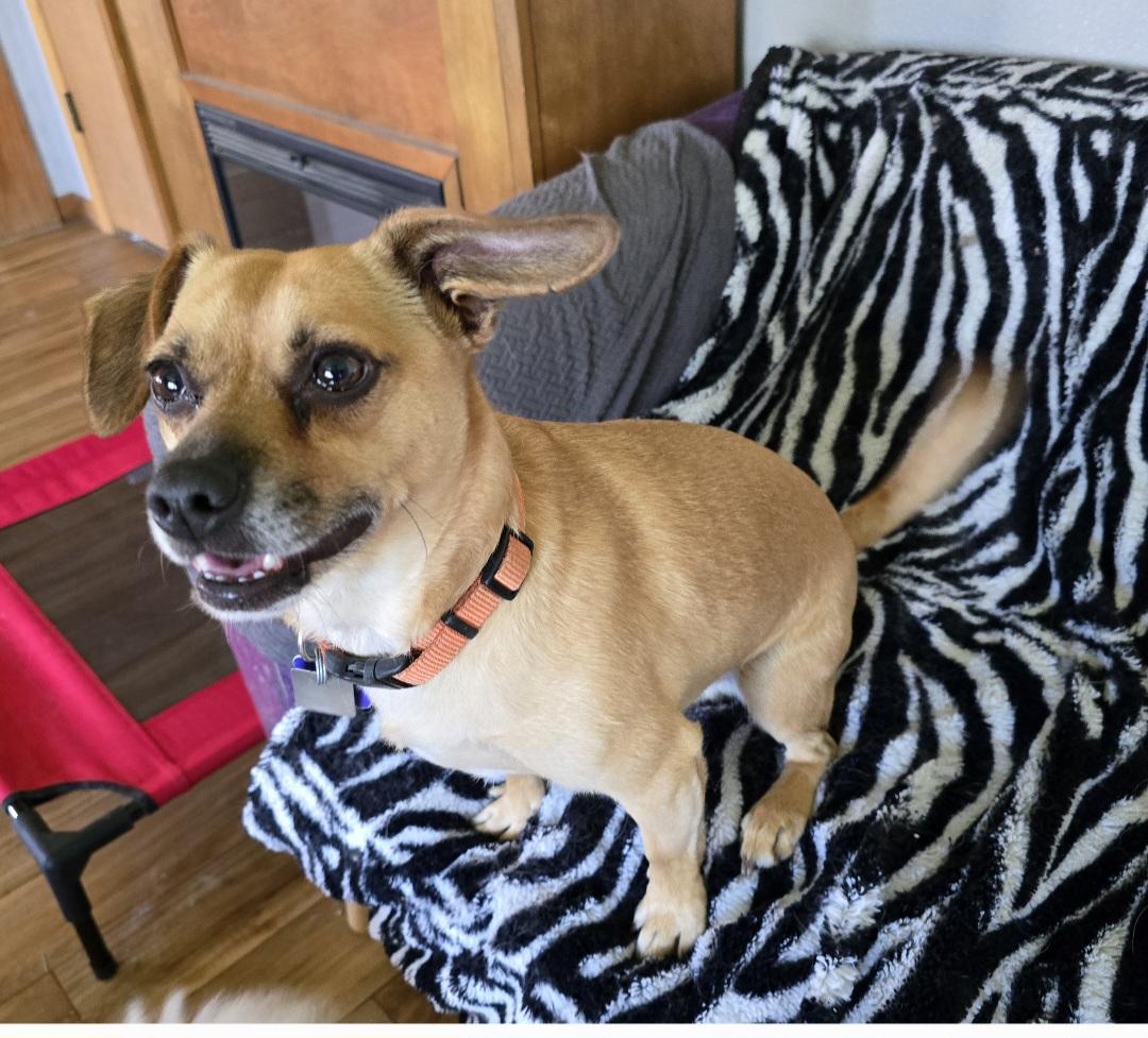 Enlarge Charlie, an adoptable mixed breed in Jamestown, ND image 6/6