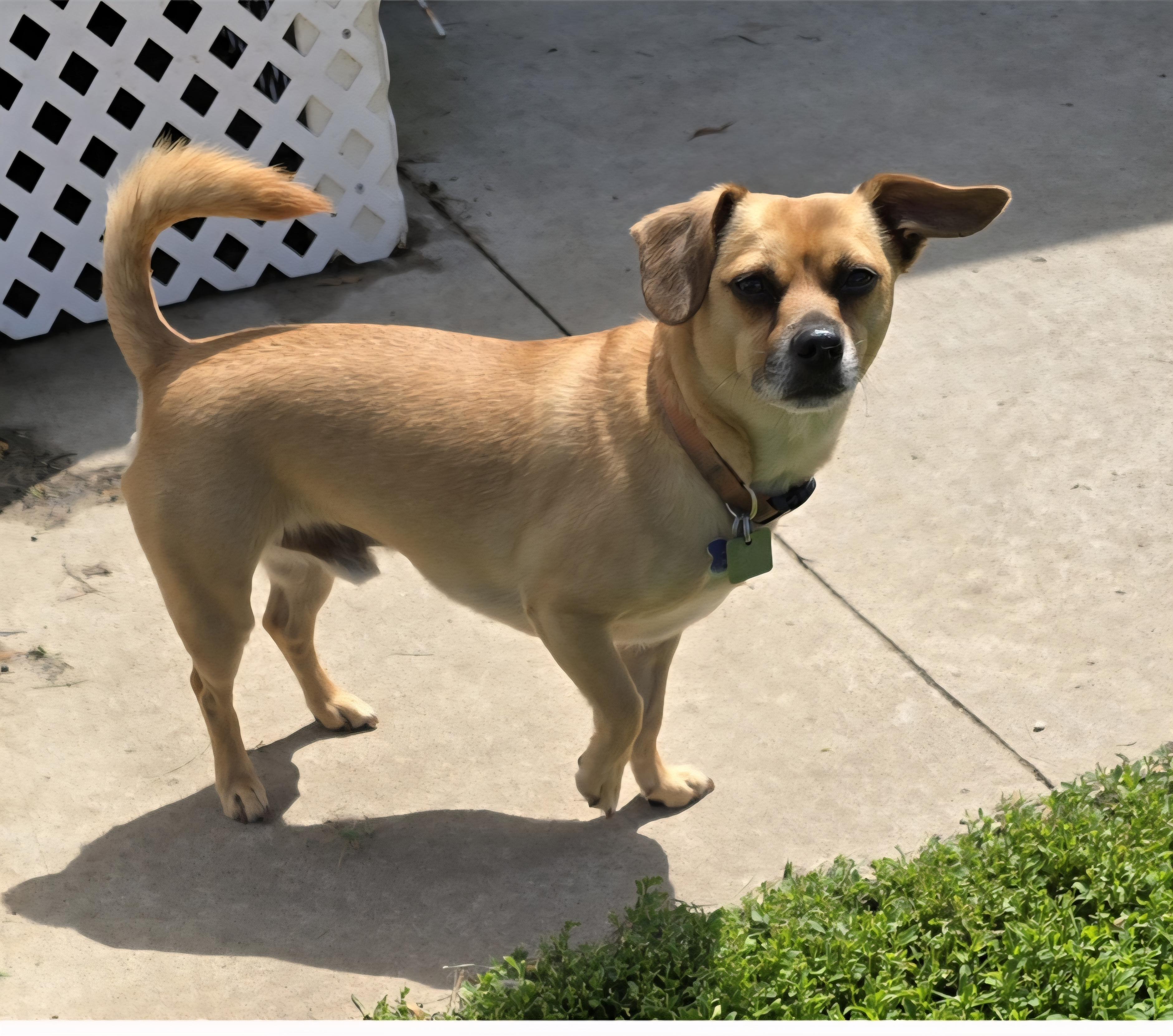 Enlarge Charlie, an adoptable mixed breed in Jamestown, ND image 5/6