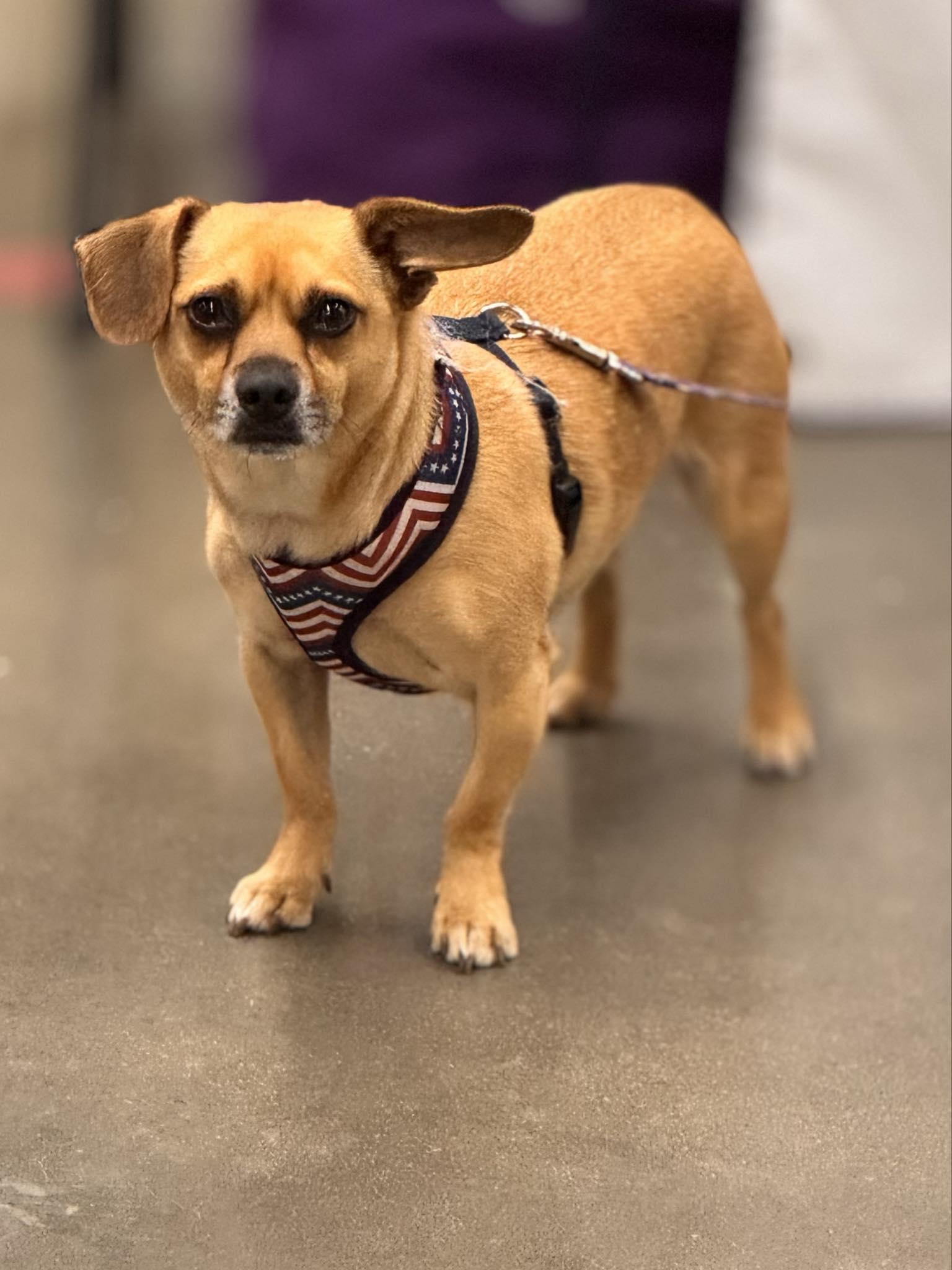 Enlarge Charlie, an adoptable mixed breed in Jamestown, ND image 2/6