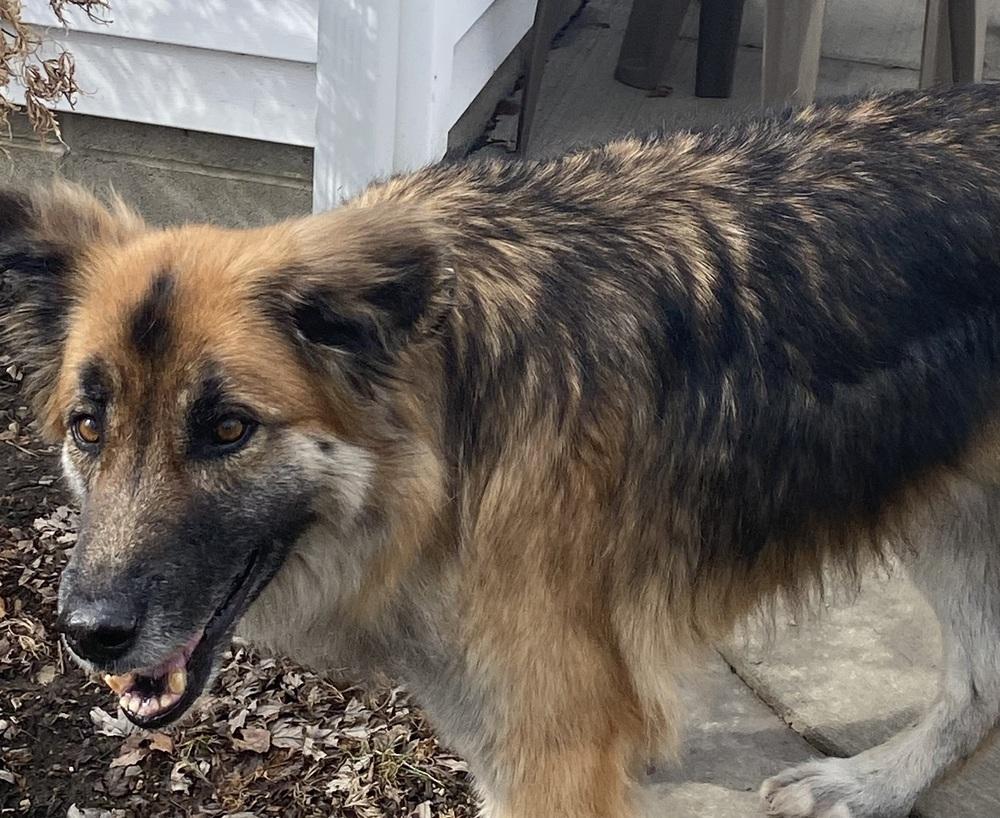 Walnut, Adoptable, Senior Male German Shepherd Dog.