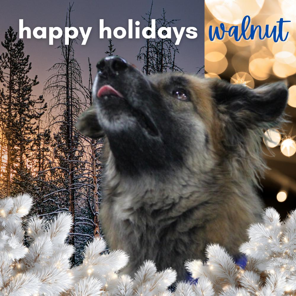 Enlarge Walnut, a Adoptable mixed breed in Columbus, OH image 4/6