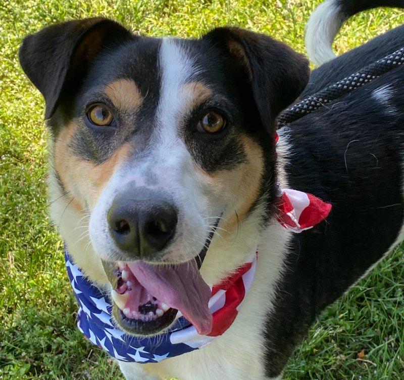 Enlarge Russ, an adoptable mixed breed in Colusa, CA image 4/6