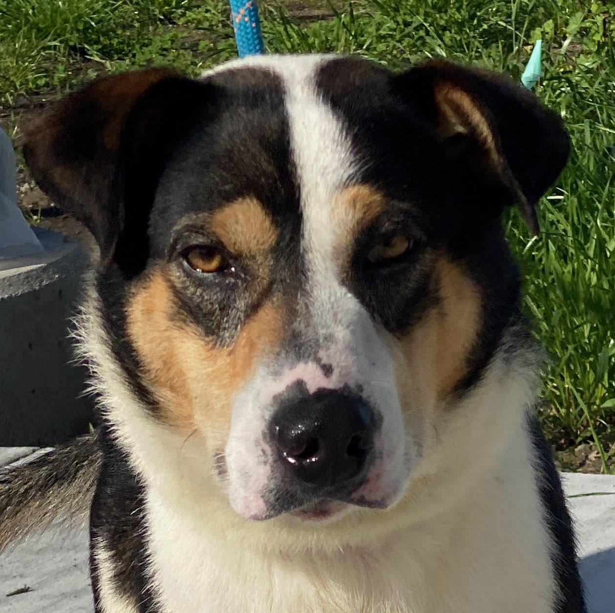 Russ, an adoptable mixed breed in Colusa, CA image 1/3