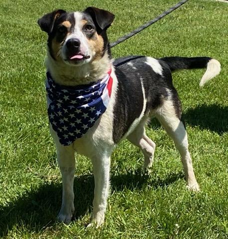 Enlarge Russ, an adoptable mixed breed in Colusa, CA image 2/6