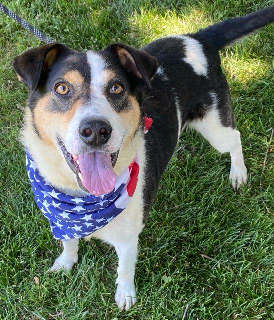 Enlarge Russ, an adoptable mixed breed in Colusa, CA image 6/6