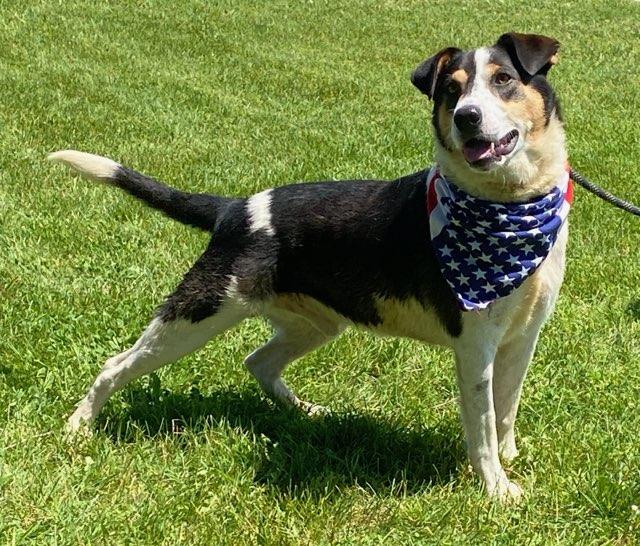 Enlarge Russ, an adoptable mixed breed in Colusa, CA image 3/6