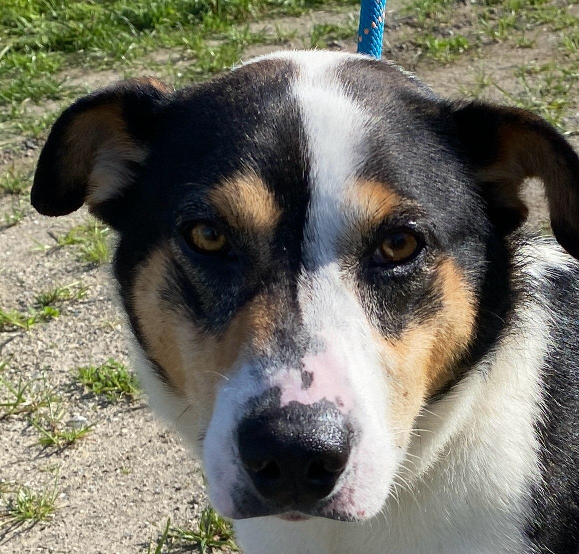 Russ, an adoptable mixed breed in Colusa, CA image 3/3