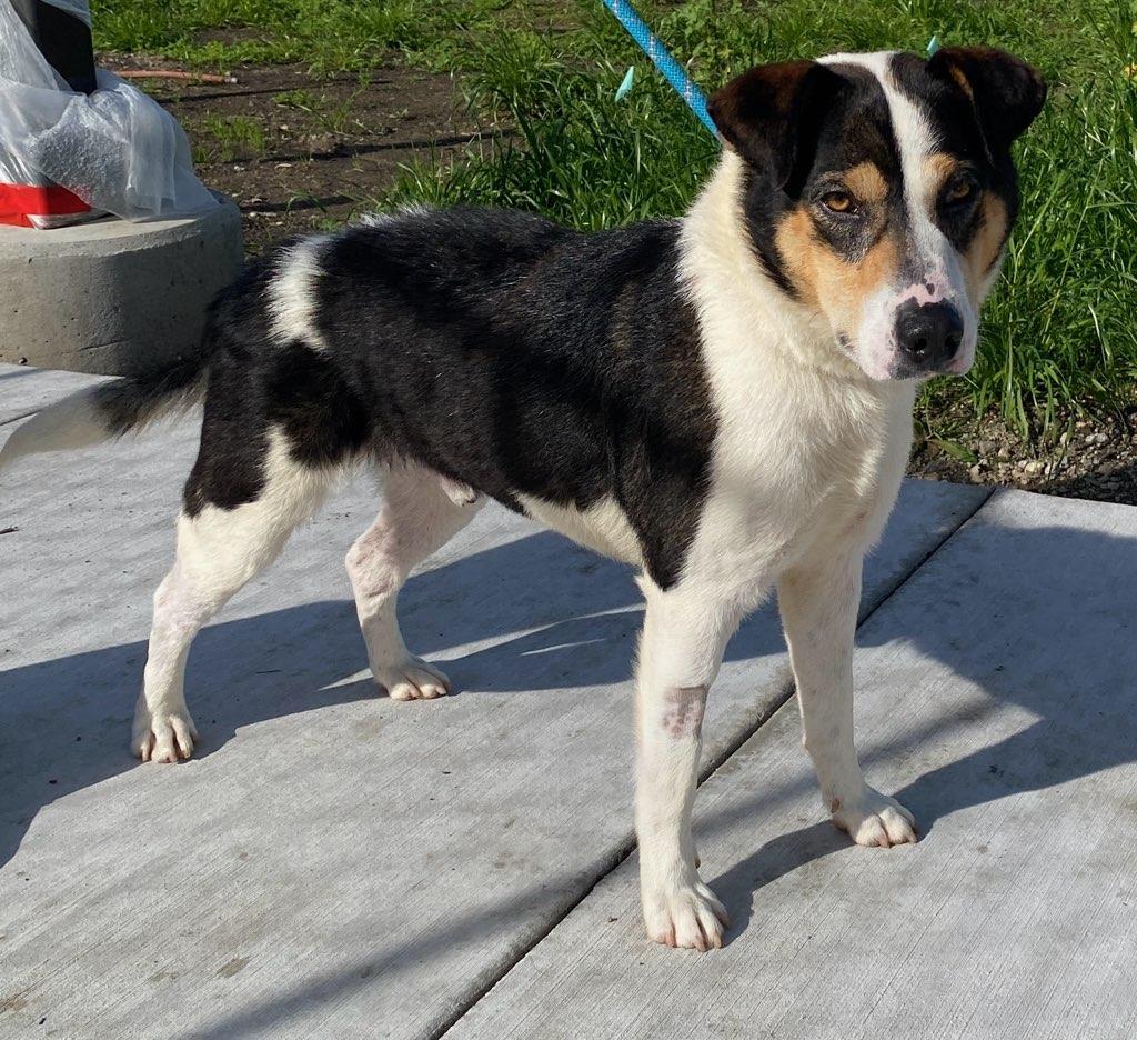 Russ, an adoptable mixed breed in Colusa, CA image 2/3