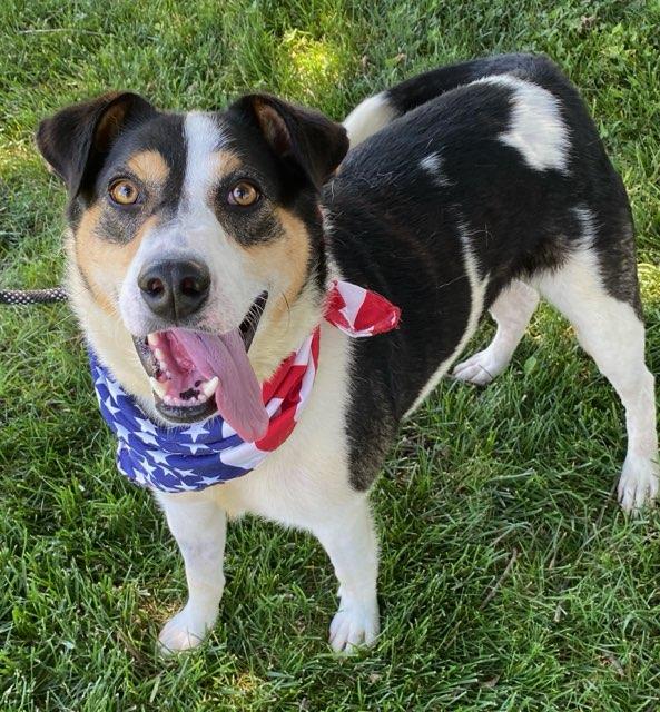 Russ, adoptable, Adult Male Border Collie.