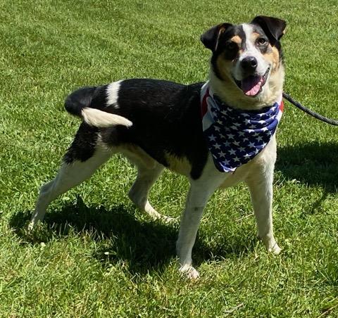 Enlarge Russ, an adoptable mixed breed in Colusa, CA image 5/6
